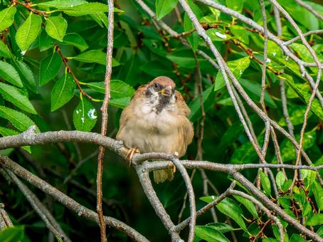 枝にとまるスズメ 枝にとまるスズメ スズメ,雀,鳥の写真素材