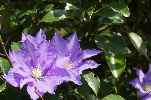紫色の花 紫色の花の写真