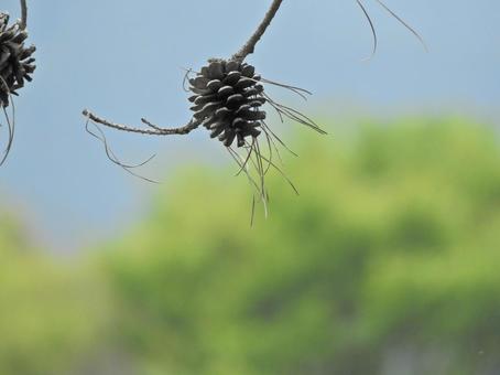 松ぼっくり 松ぼっくりの写真