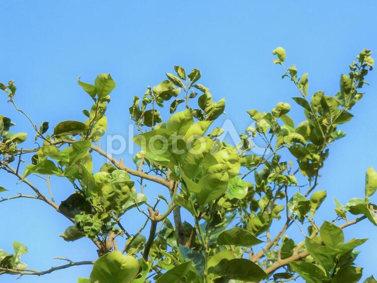 みかんの木と青空 4月,こもれび,さわやかの写真素材