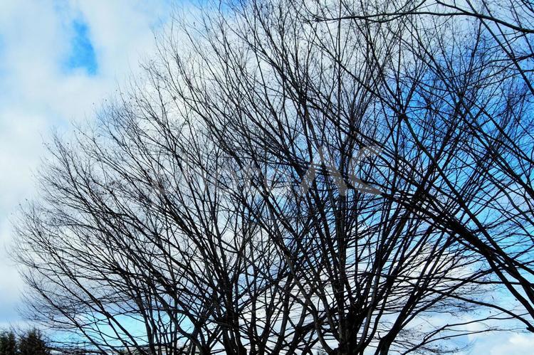 冬の木の枝の重なり 木,冬,木材の写真素材