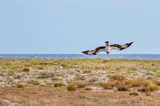 ミサゴ(123)の写真