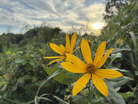多摩川のキクイモ 花,黄色い花,キクイモの写真素材