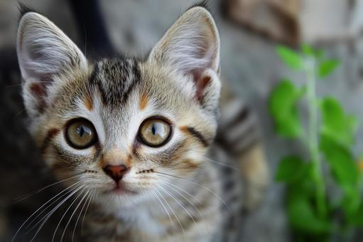 猫 猫の写真