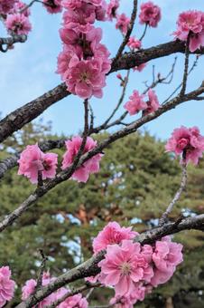 梅 plum 梅 plumの写真