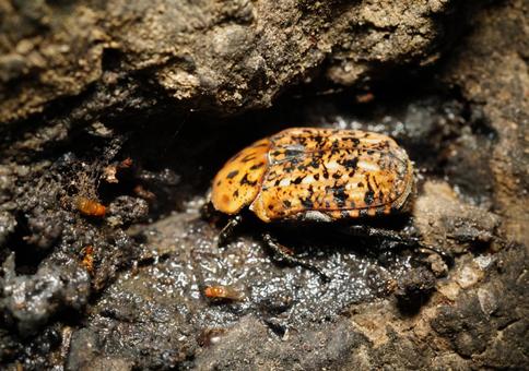 アカマダラハナムグリ アカマダラハナムグリの写真