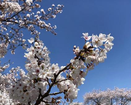 はじまり はじまり 桜,春,青空の写真素材