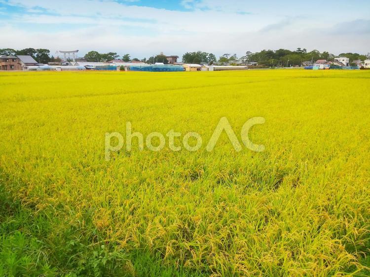 収穫前の稲田 稲田,稲,田んぼの写真素材