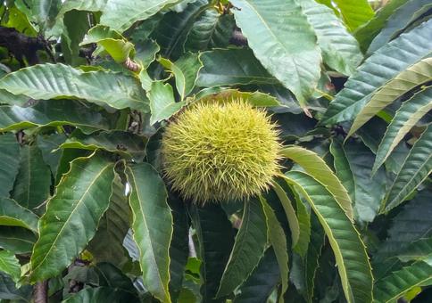 イガグリ 栗,とげ,自然の写真素材