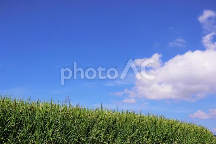 秋の青空と美しい緑の稲穂 稲,秋,青空の写真素材