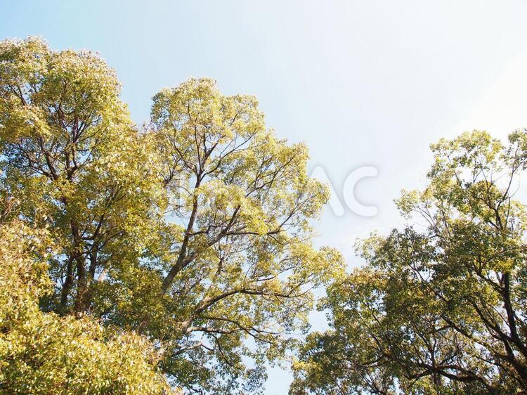 公園の大きな木 公園,大木,太陽の写真素材