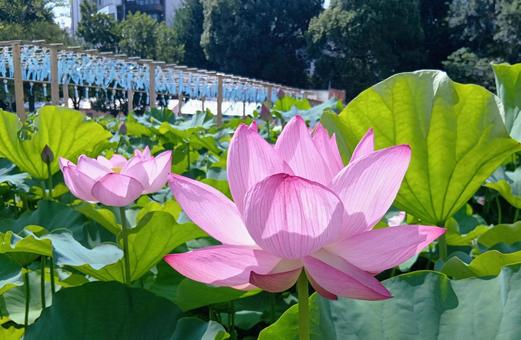 Photo, flower, tokyo, ueno, 