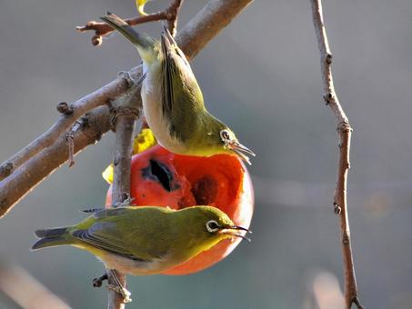 柿に来たメジロ メジロ,柿,秋の写真素材