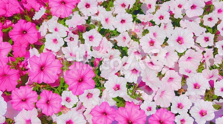 スーパーチュニア 花,花束,フラワーの写真素材