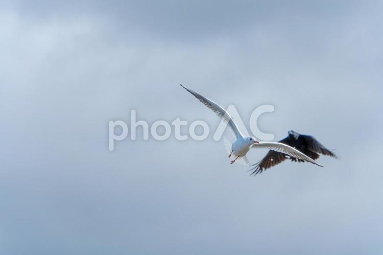 空を舞うカモメ カモメ,空,鳥の写真素材