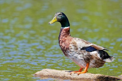 池の岩で日向ぼっこをするアオクビアヒル雄 池の岩で日向ぼっこをするアオクビアヒル雄 アオクビアヒル,青首家鴨,あひるの写真素材