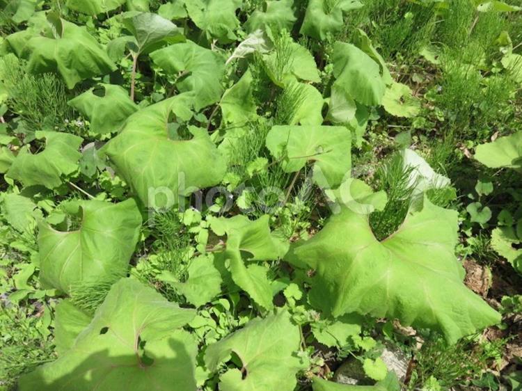 緑の絨毯 緑,葉,自然の写真素材