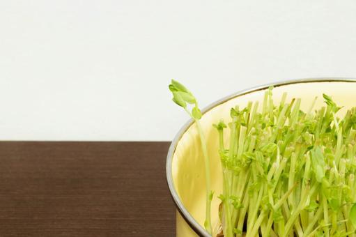 豆苗 豆苗の写真