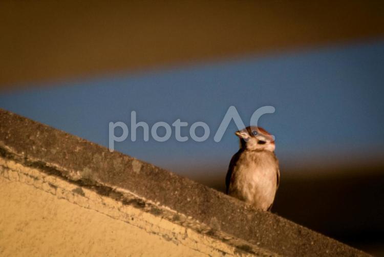 ＜素材＞夏の夜明けのスズメ（雀） スズメ,野鳥,小鳥の写真素材