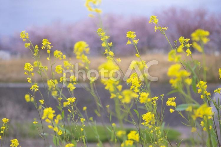 菜の花と桜 菜の花,フラワー,桜の写真素材
