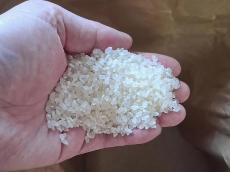 手にのせた精米したお米 手にのせた精米したお米 秋,秋の味覚,米の写真素材