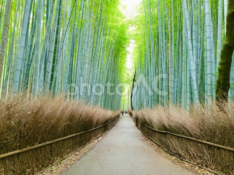 京都嵐山の竹林の小径 嵐山,竹林,竹の写真素材
