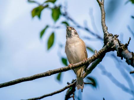 枝にとまるスズメ スズメ,雀,鳥の写真素材