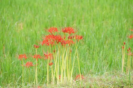 田んぼの畦道に咲く赤いヒガンバナ 田んぼの畦道に咲く赤いヒガンバナの写真