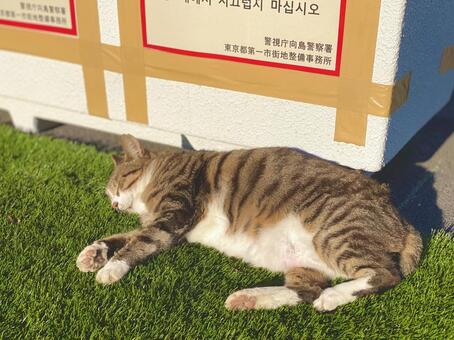 日向ぼっこの猫 猫,日向ぼっこ,野良猫の写真素材