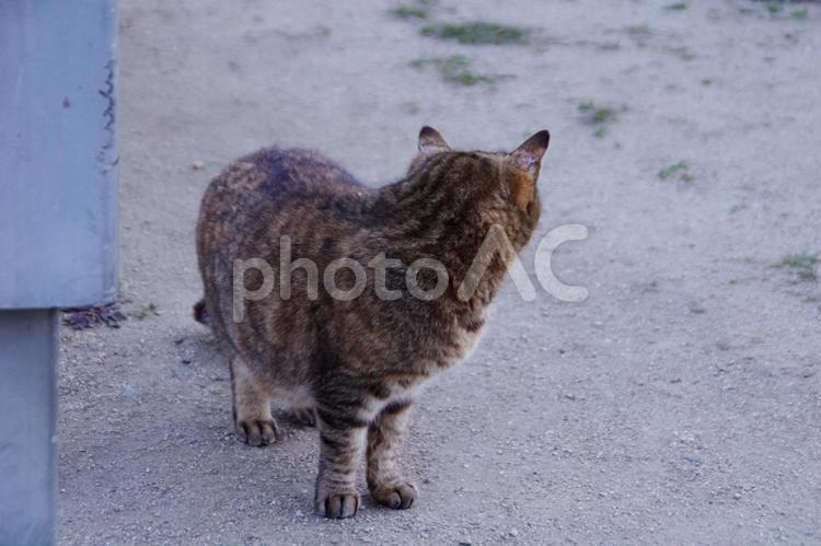 公園の猫たち　振り返るキジトラ 猫,ネコ,野良猫の写真素材