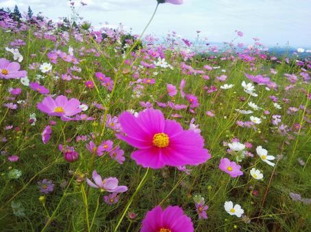 コスモス コスモスの写真
