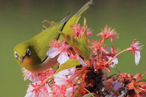 Sakura and white-eye, JPG