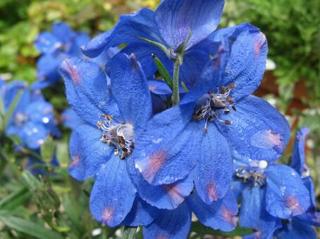 Delphinium, delfinum, blue, spring, JPG