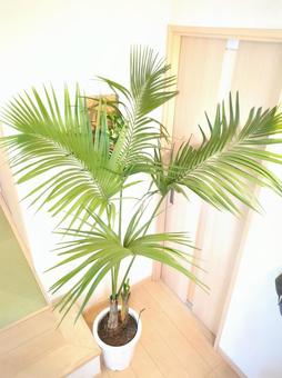 Photo, large foliage plant, kencha palm, potted plant, 