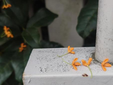 金木犀：柵の根本アップ キンモクセイ,巌桂,桂花の写真素材