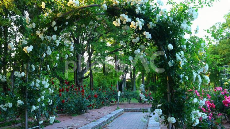 午後のバラ園のローズゲート バラ,薔薇,フラワーの写真素材