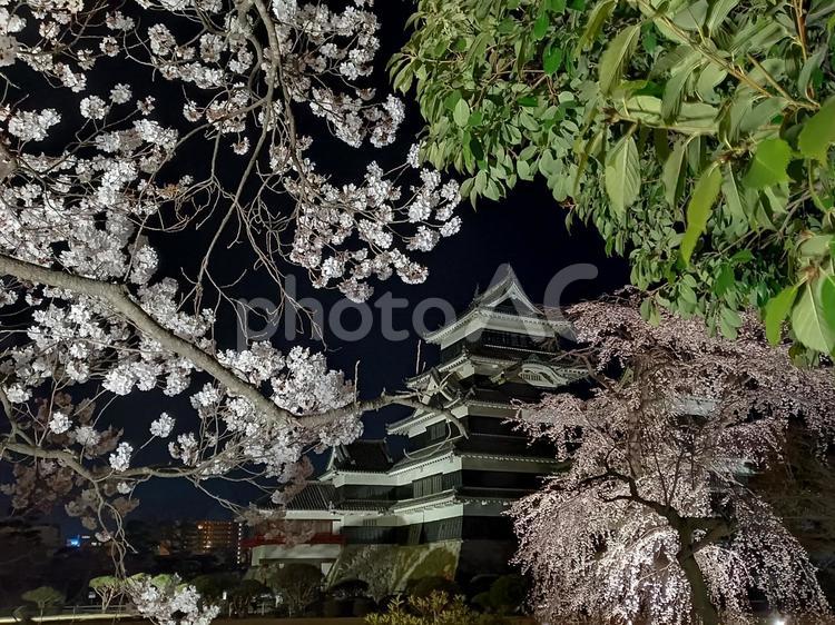 桜の成長が分かるように去年と同じ場所で 国宝,松本城,天守閣の写真素材