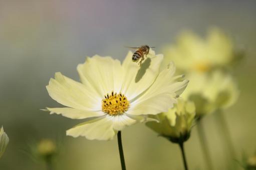 コスモスの写真