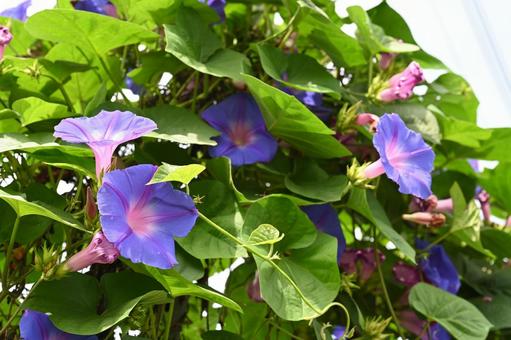 希望の丘農園で撮った朝顔の花 希望の丘農園で撮った朝顔の花 朝顔,アサガオ,紫の花の写真素材