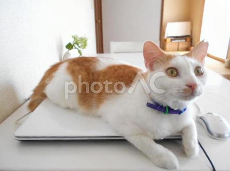 ノートパソコンに乗るさくら猫（メス） 猫,さくら猫,メス猫の写真素材