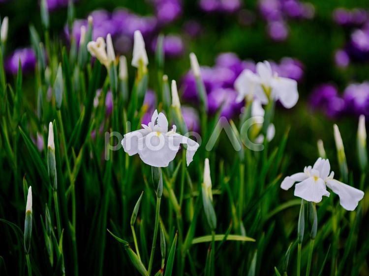 初夏の爽やかな日に咲く鮮やかな菖蒲の花 風景,菖蒲,花の写真素材
