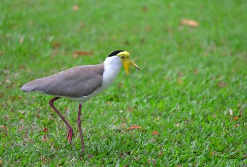 奇妙な見た目のズグロトサカゲリ ズグロトサカゲリ,野鳥,鳥の写真素材