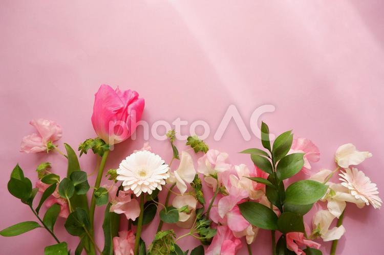 ピンク背景と華やかな春のフラワー背景 フラワー,ピンク,flowerの写真素材