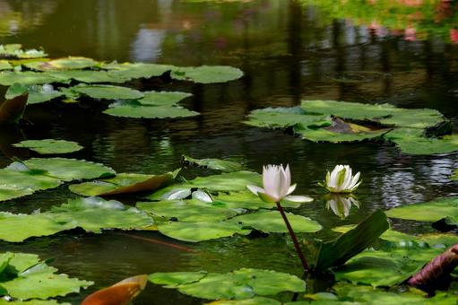Water Lily (60), JPG