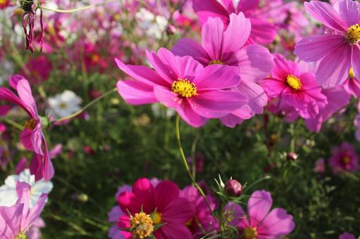 花_秋(コスモス) 花_秋(コスモス) 植物,花,秋の写真素材