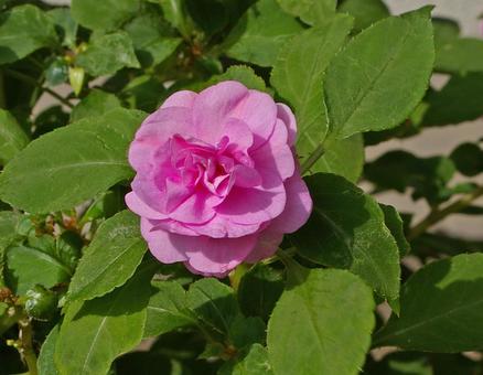 アフリカホウセンカの写真