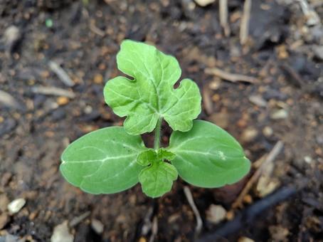 Photo, watermelon bud, watermelon, fruit, 