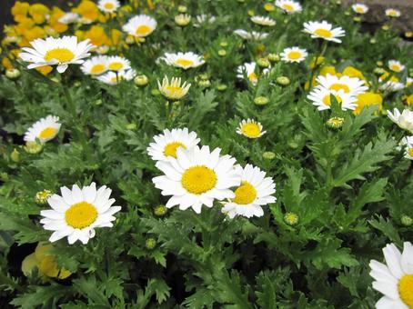 Photo, north pole, flour, tongue-shaped flower, 