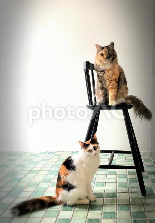 猫の記念写真 猫,ねこ,catの写真素材