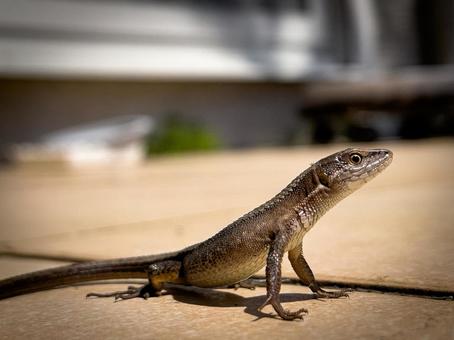 日差しを浴びるトカゲ トカゲ,爬虫類,動物の写真素材